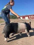 Charlotte Randall Pig