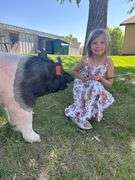 Aubrey Diss Pig