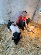 Lane Ewing Swine