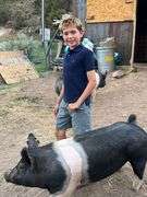 Rafael  Romanin Swine