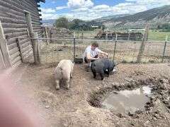 Evan Wilson Swine