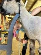 Claire Diss Lamb