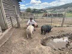 Evan Wilson Swine