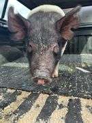 Aubrey Diss Pig