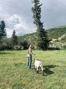 Krisha Wood  Sheep