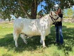 Cecelia Thompson Beef