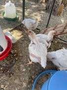 Hazel Grabske - Chicken