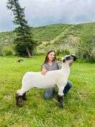 Krisha Wood  Sheep