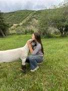 Krisha Wood  Sheep