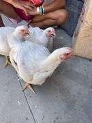 Elizabeth Ruth Thompson Chicken