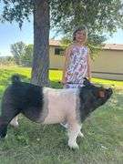 Aubrey Diss Pig