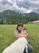 Krisha Wood  Sheep