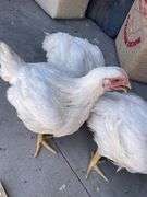 Elizabeth Ruth Thompson Chicken