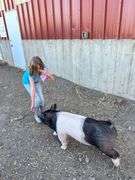 Aubrey Diss Pig