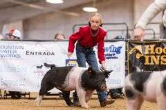 McKelly Ewing Swine