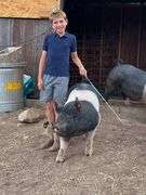 Rafael  Romanin Swine