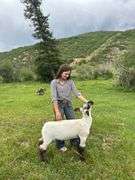 Krisha Wood  Sheep