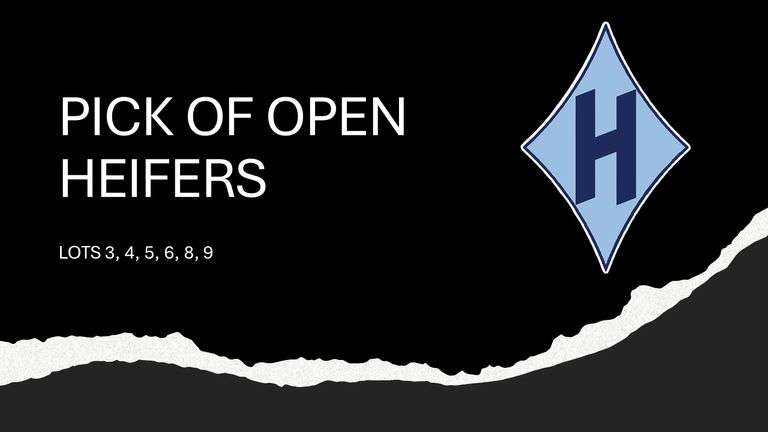 Pick of Open Heifers