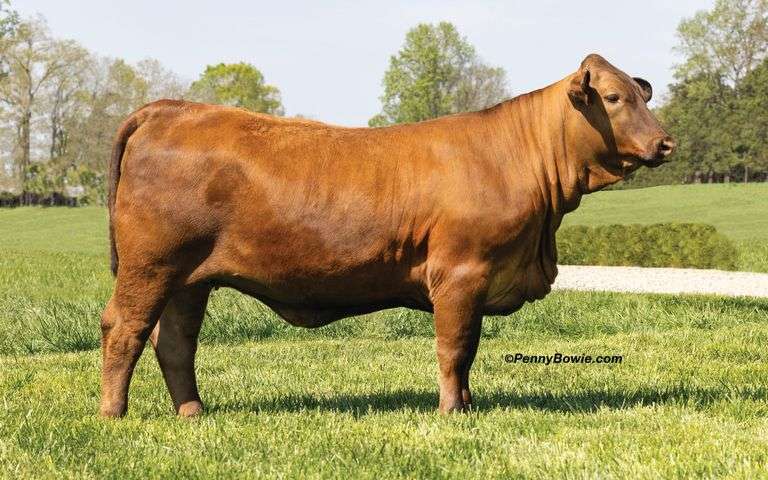 HDH MS GULF STREAM 1682L