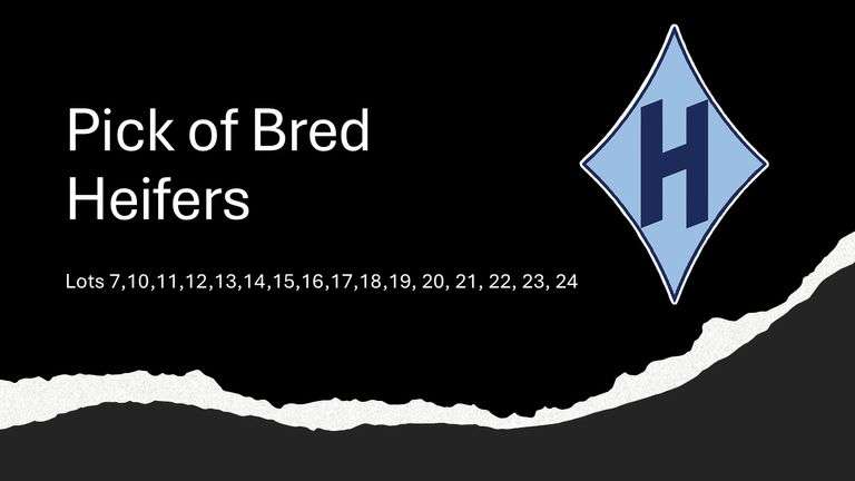 Pick of Bred Heifers