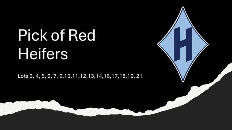 Pick of Red Heifers (Remaining)