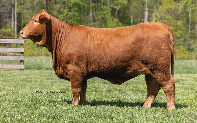 HDH MS GULF STREAM 907L