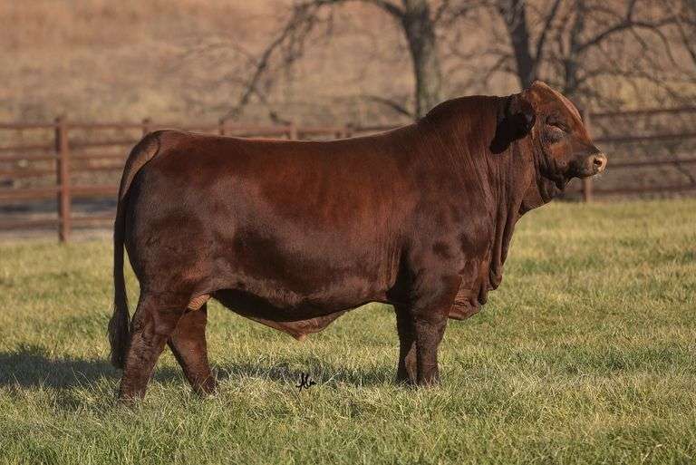 SEMEN PACKAGE: NG FIRESTONE
