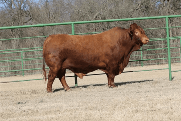 SEMEN PACKAGE: CF GULF STREAM