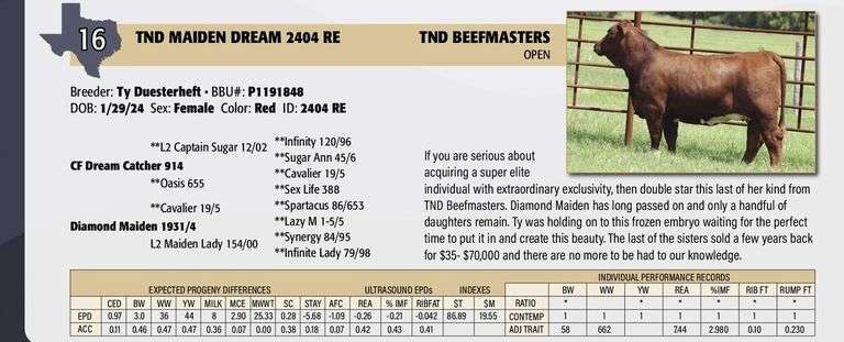 TND MAIDEN DREAM 2404