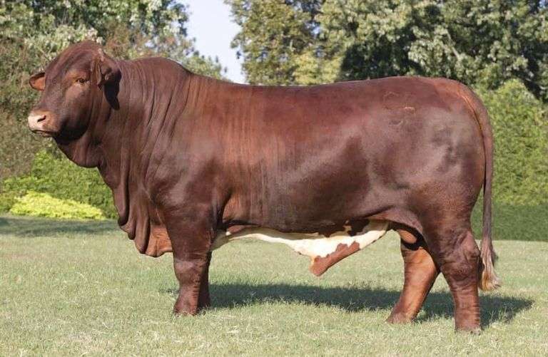 SEMEN PACKAGE: CF SUGAR BRITCHES