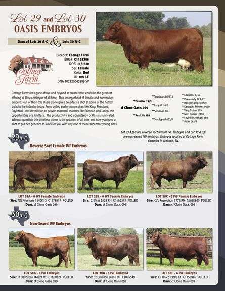 Sexed Female Embryo Package:  NG FIRESTONE x OASIS 099