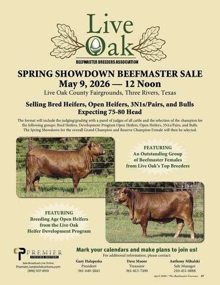 Live Oak Spring Showdown Beefmaster Sale