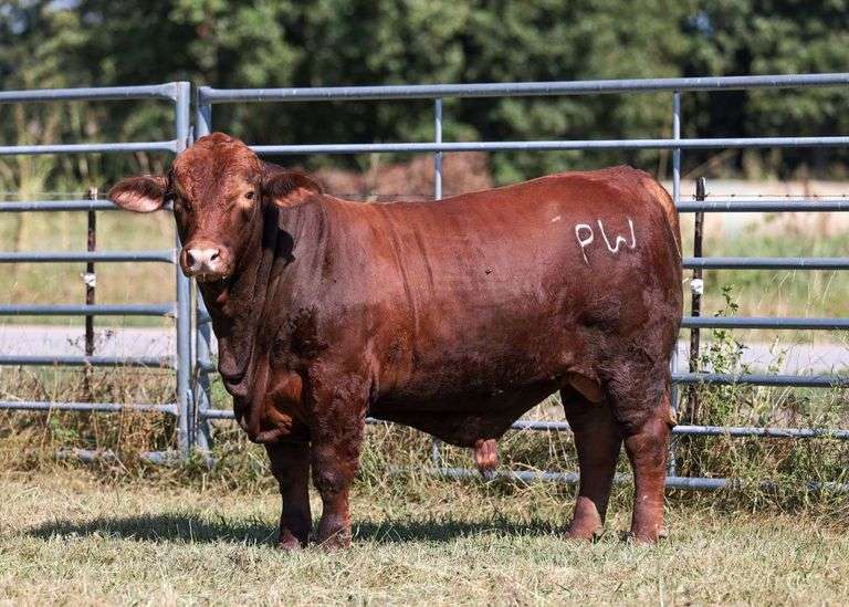 CONVENTIONAL SEMEN PACKAGE: WPR GOLIATH (5 STRAWS)