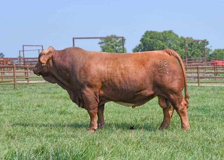 CONVENTIONAL SEMEN PACKAGE: LYSSY GENRED1 (5 STRAWS)