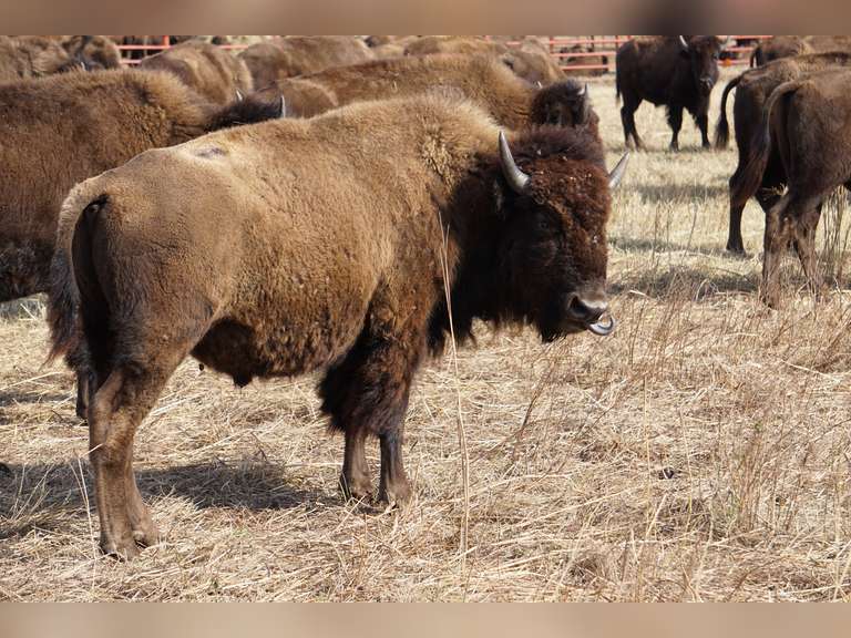 YEARLING BULLS - GATE CUT AT LOADOUT
