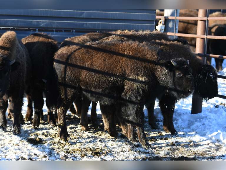 MEDIUM BULL CALVES - ALL IN LOT TO GO