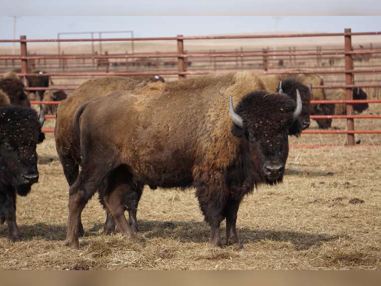 2023 BORN BULLS - GATE CUT AT LOADOUT