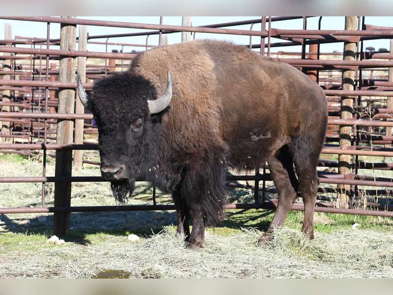 TAG 245 - TWO YEAR OLD BULLS - CHOICE IN LOT