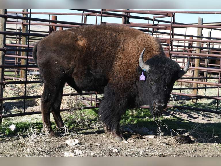 TAG 232 - TWO YEAR OLD BULLS - CHOICE IN LOT