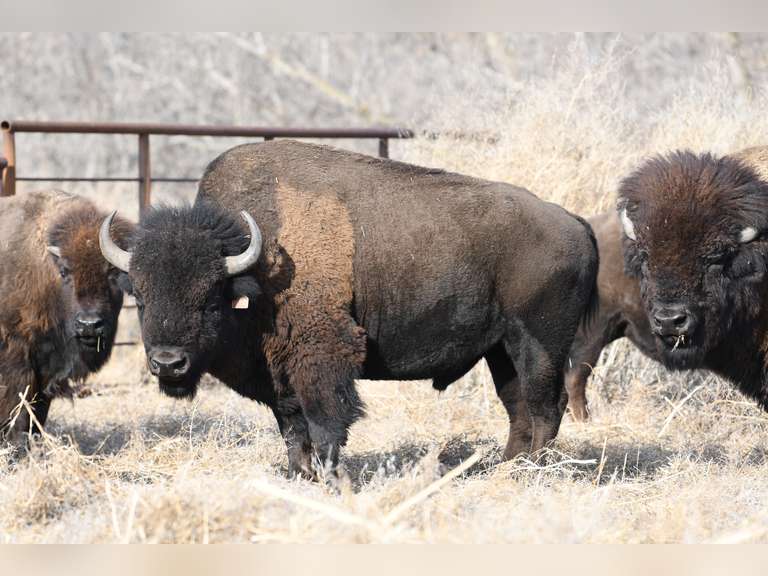 MATURE BULL - (WITH EAR TAG)