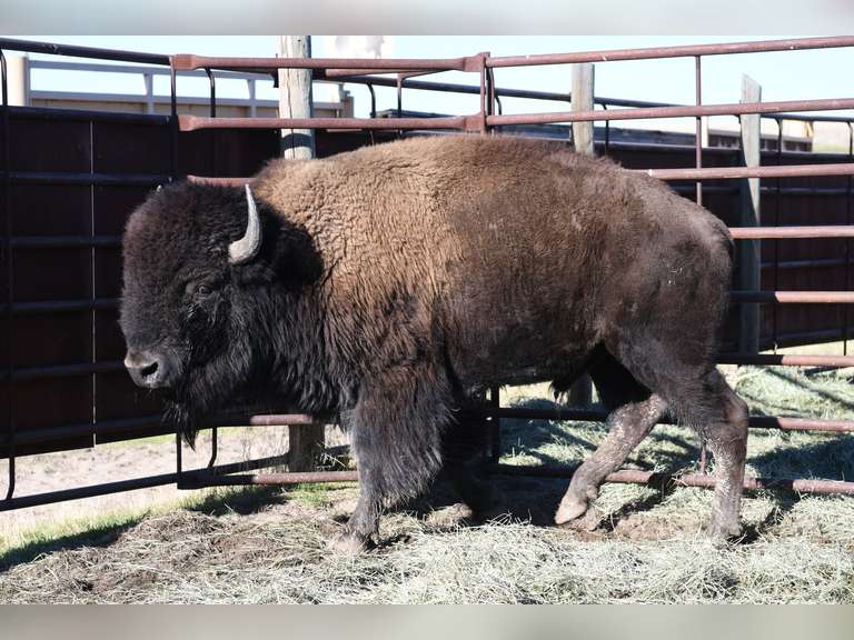 TAG 246 - TWO YEAR OLD BULLS - CHOICE IN LOT