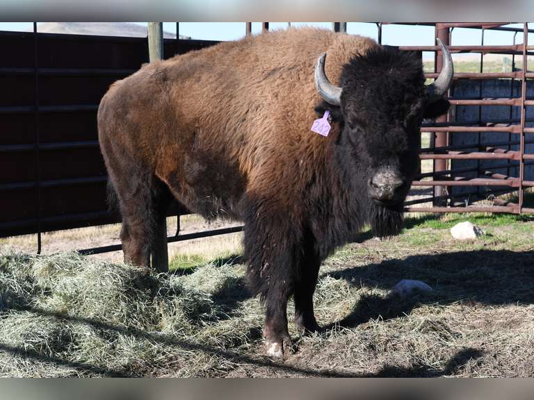 TAG 242 - TWO YEAR OLD BULLS - CHOICE IN LOT