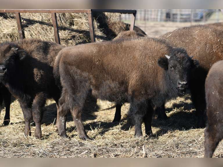 Coyote Trail Buffalo Ranch - Annual Production Simulcast Auction