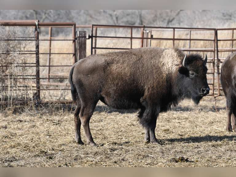 TWO YEAR OLD OPEN HEIFERS - GATE CUT AT LOADOUT