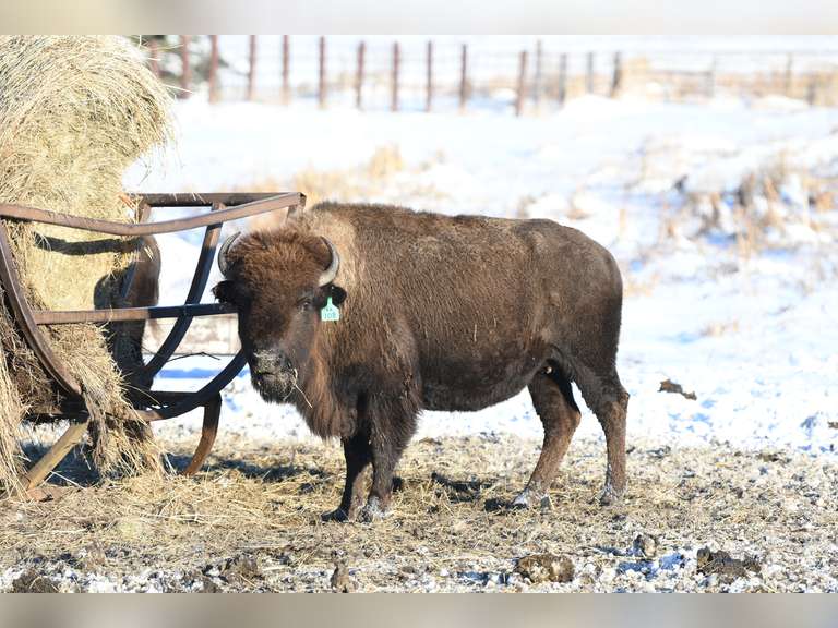 MATURE OPEN COWS - GATE CUT AT LOADOUT