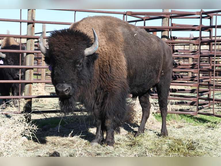 TAG 243 - TWO YEAR OLD BULLS - CHOICE IN LOT