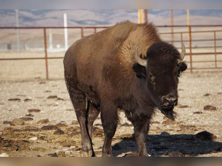 MATURE BRED COWS-GATE CUT AT LOADOUT
