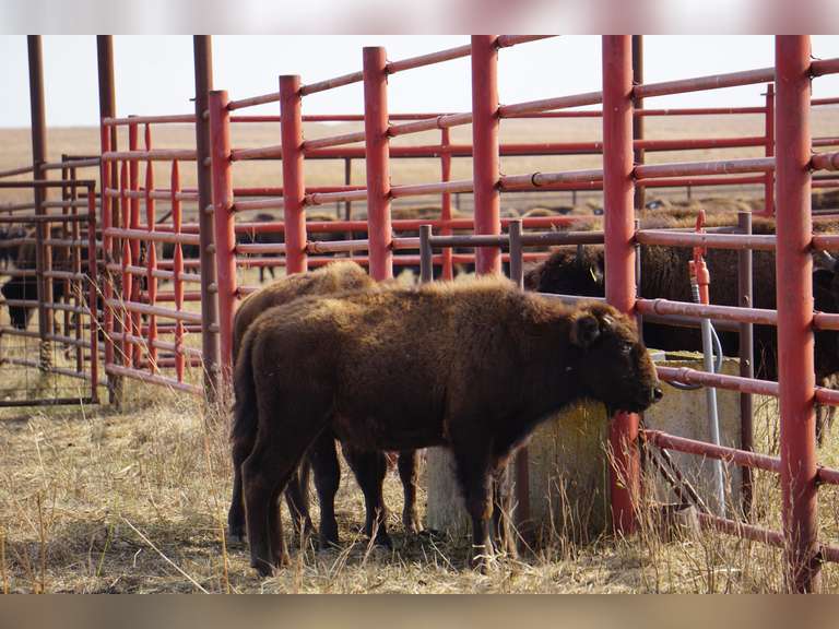 OCV HEIFER CALVES - GATE CUT AT LOADOUT