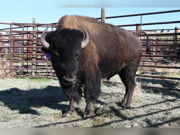 TAG 241 - TWO YEAR OLD BULLS - CHOICE IN LOT