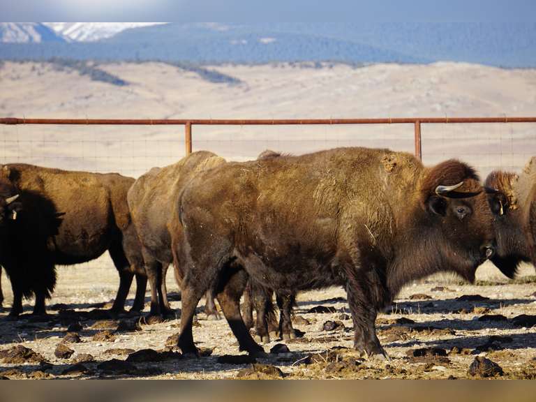 OPEN MATURE COWS - CATE CUT AT LOADOUT